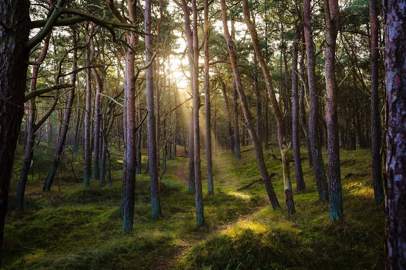 Fairytale Forest