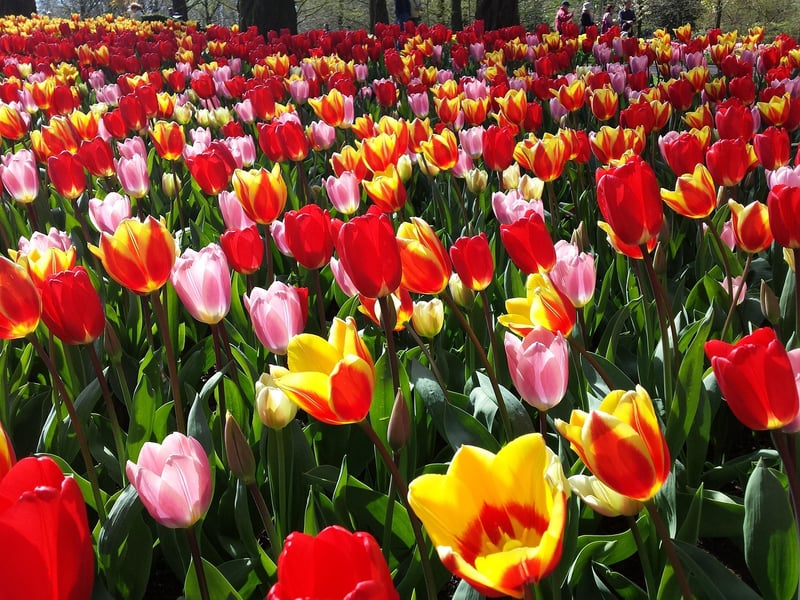 Keukenhof Garden